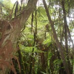 Der Regenwald mit Baumfarnen
