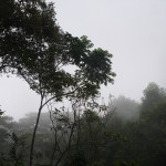 Nebel im Regenwald