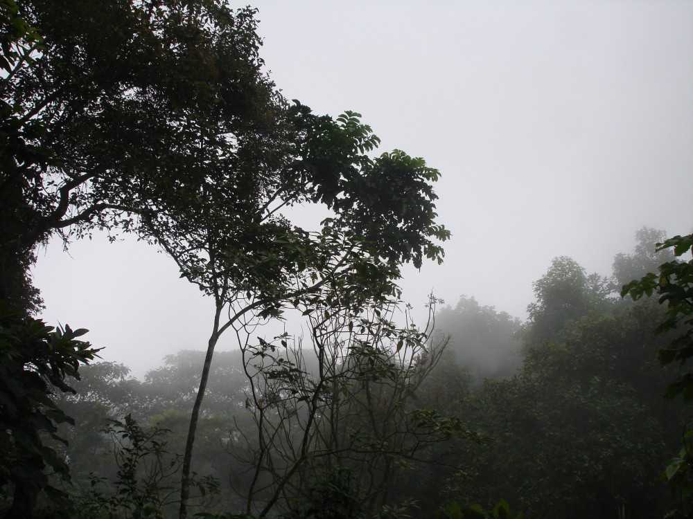 Nebel im Regenwald