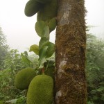 Jackfruits am Baum