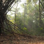 Bambus im Owabi Nationalpark